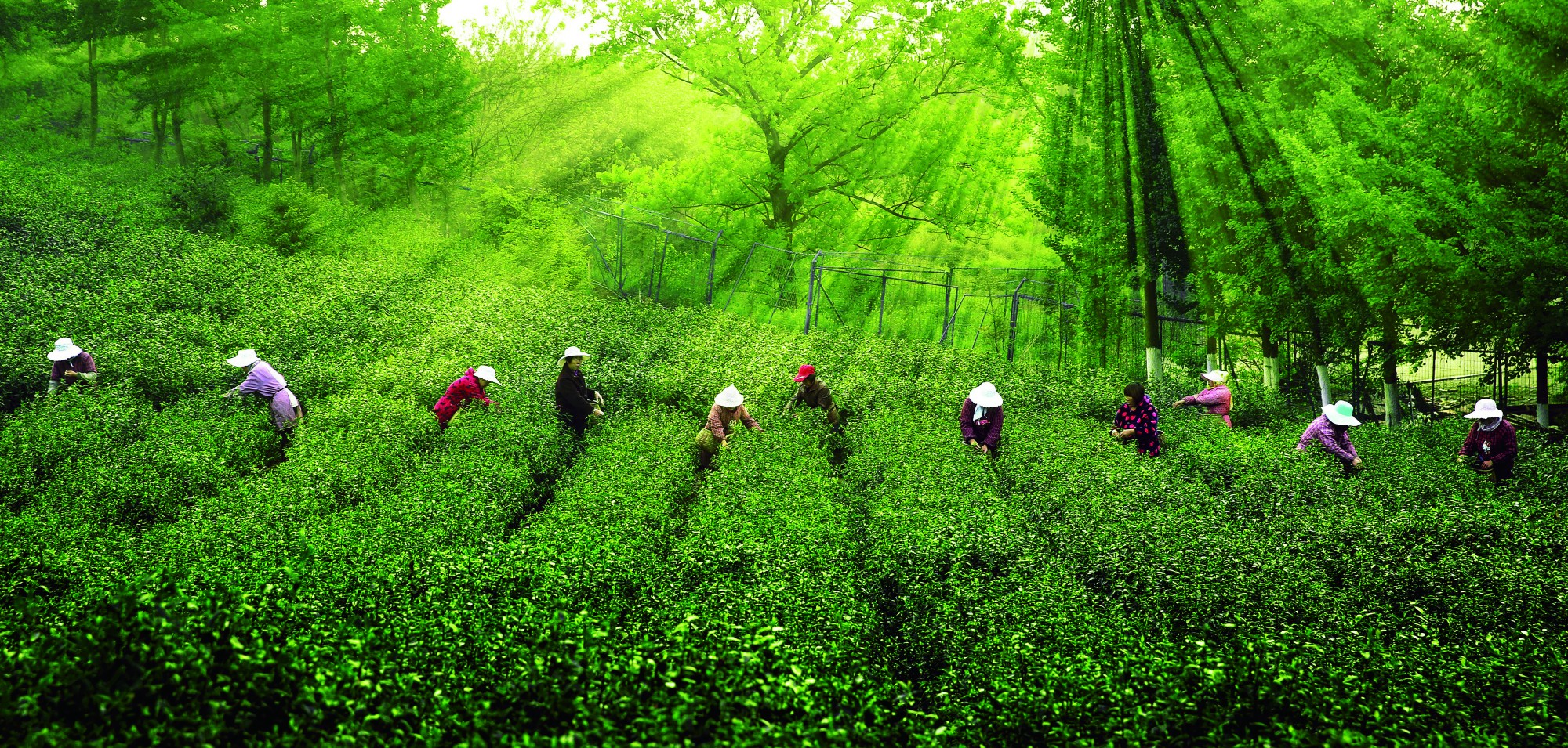 《采茶》周明生  攝于鎮(zhèn)江茶博園_副本.jpg